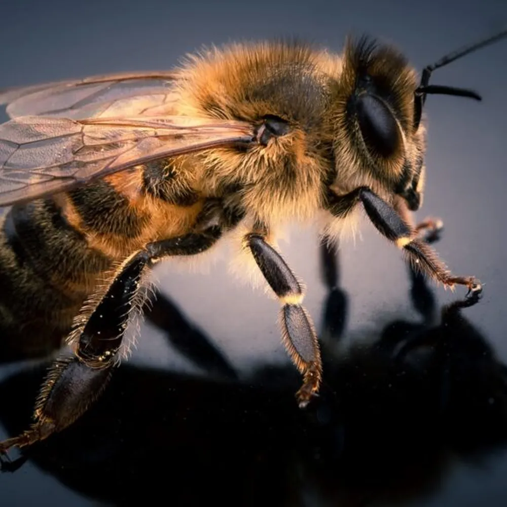 Free Goldswarm West African Honey Samples