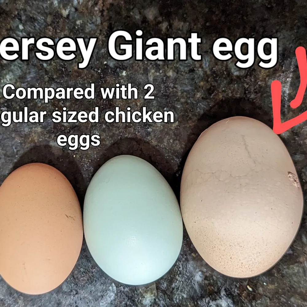 Free Jewel Large Eggs